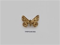 藏品(尺蛾177)的圖片